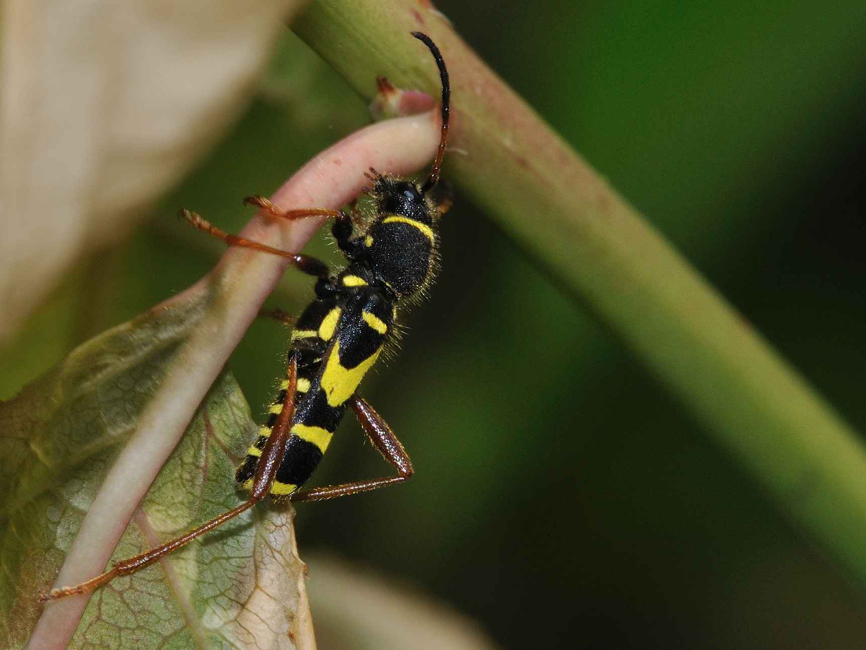 Cerambycidae - Clytus arietis arietis